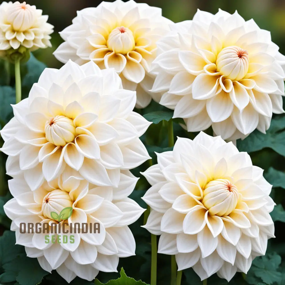 White Dahlia Flower Seeds High-Quality For Elegant Garden Blooms And Planting Annuals