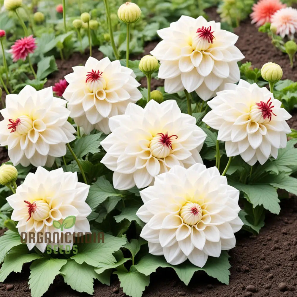 White Dahlia Flower Seeds High-Quality For Elegant Garden Blooms And Planting Annuals