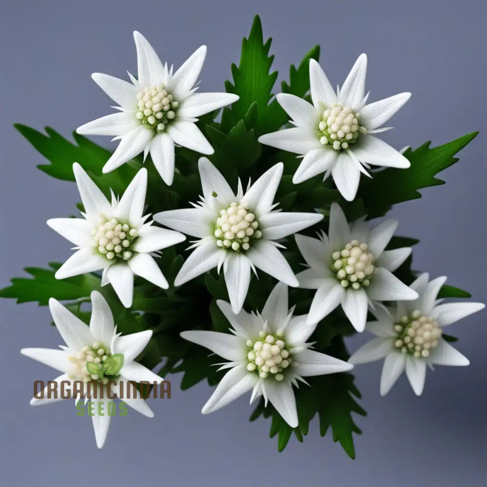 White Edelweiss Flower Seeds – Elevate Your Gardening Experience With Iconic Delicate Blooms