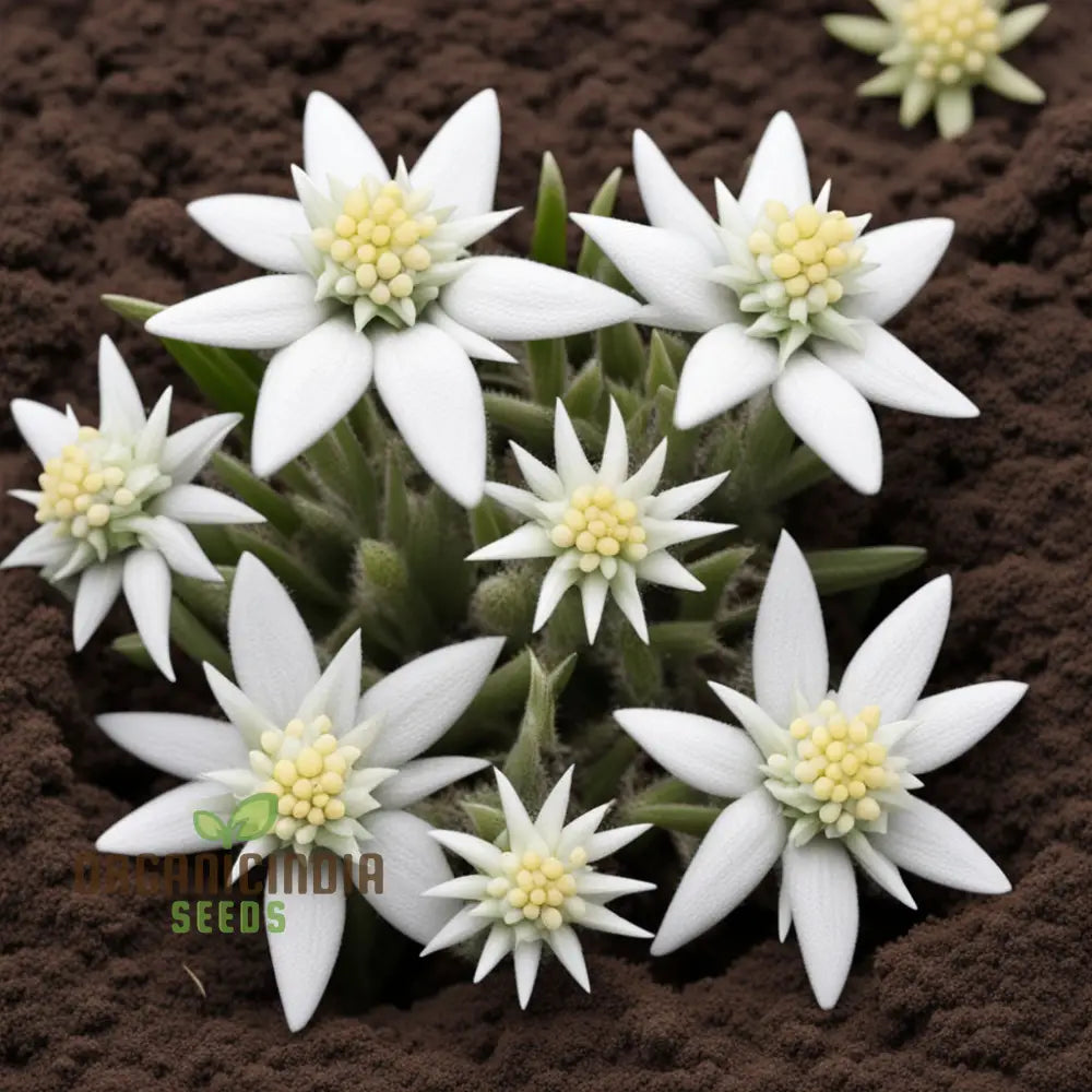 White Edelweiss Flower Seeds â€“ Elevate Your Gardening Experience With Iconic Delicate Blooms