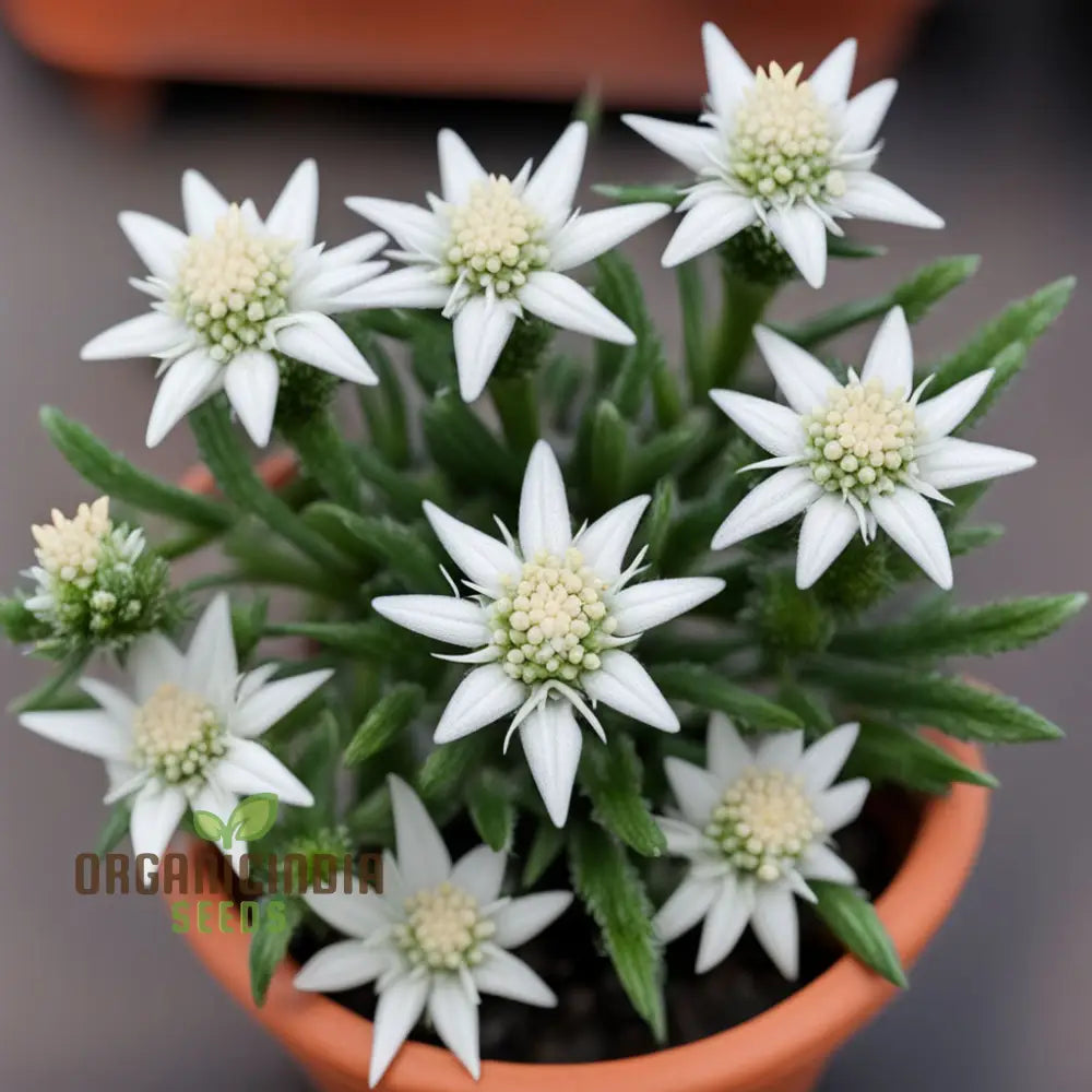 White Edelweiss Flower Seeds – Elevate Your Gardening Experience With Iconic Delicate Blooms