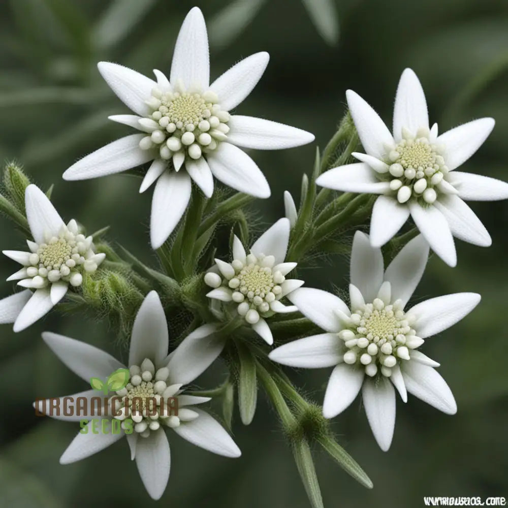 White Edelweiss Flower Seeds – Elevate Your Gardening Experience With Iconic Delicate Blooms