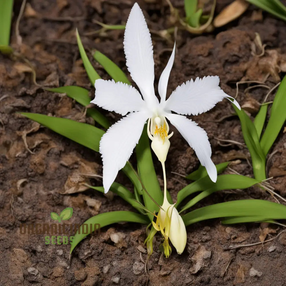 White Egret Flower Seeds (Habanera Radiata) Orchid Pastelis Radiata Graceful And Elegant Blooms For