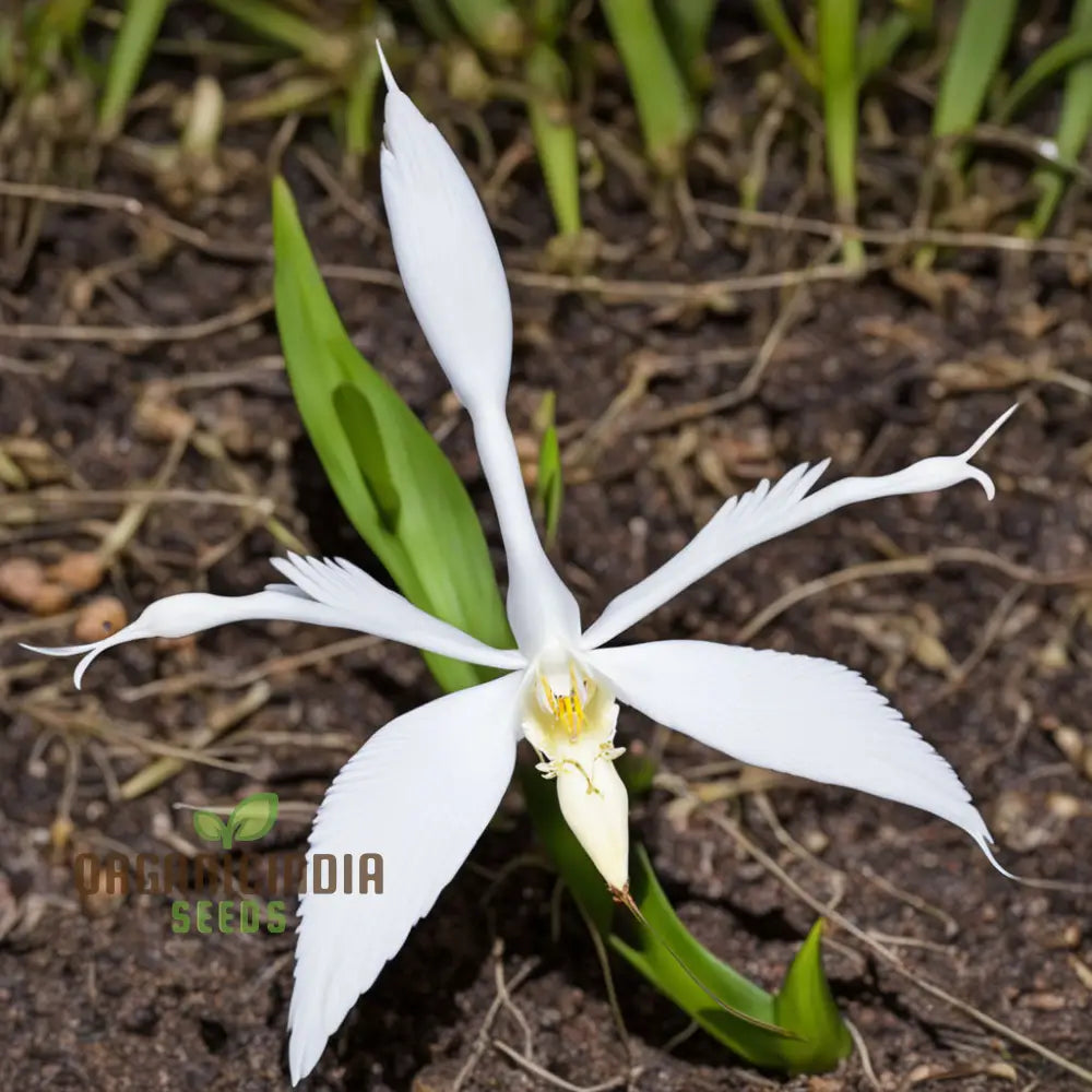 White Egret Flower Seeds (Habanera Radiata) Orchid Pastelis Radiata Graceful And Elegant Blooms For