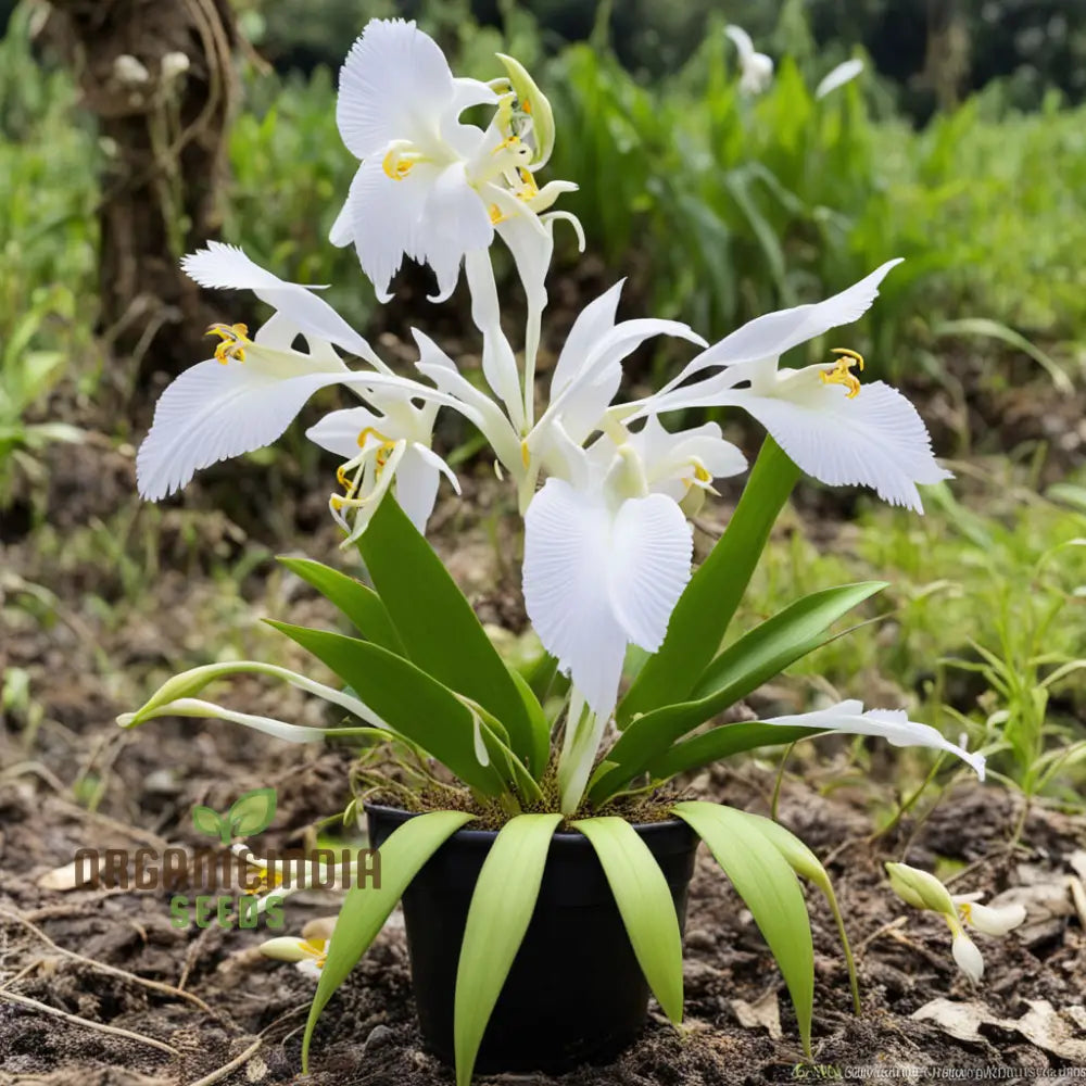 White Egret Flower Seeds (Habanera Radiata) Orchid Pastelis Radiata Graceful And Elegant Blooms For