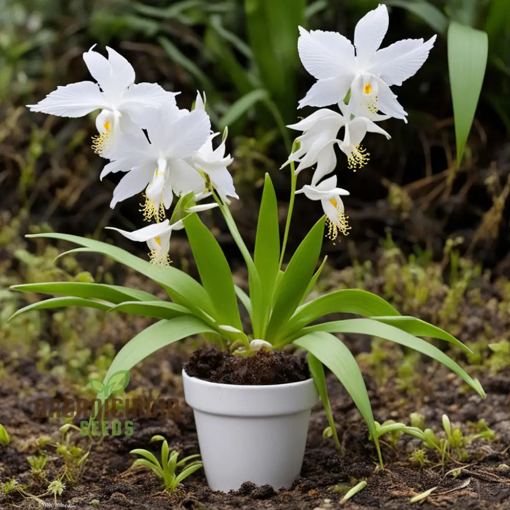 White Egret Flower Seeds (Habanera Radiata) Orchid Pastelis Radiata Graceful And Elegant Blooms For