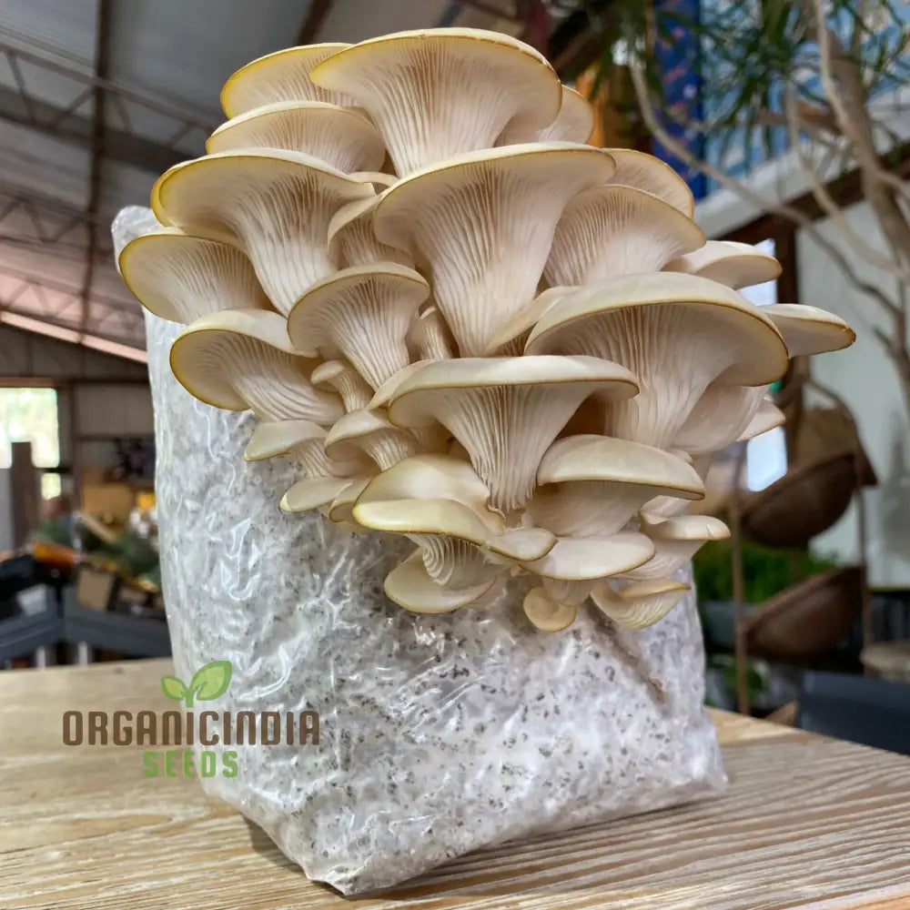 White Elm Oyster Mushroom Grow Kit Cultivate Fresh And Flavorful Fungi At Home With All-In-One