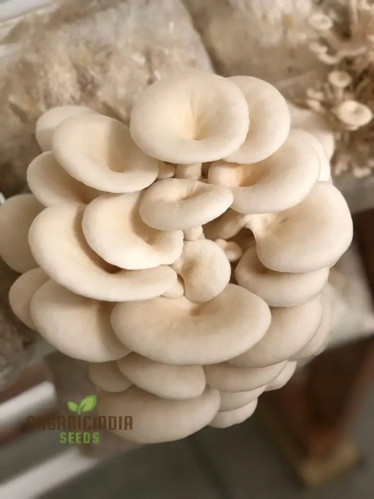 White Elm Oyster Mushroom Grow Kit Cultivate Fresh And Flavorful Fungi At Home With All-In-One