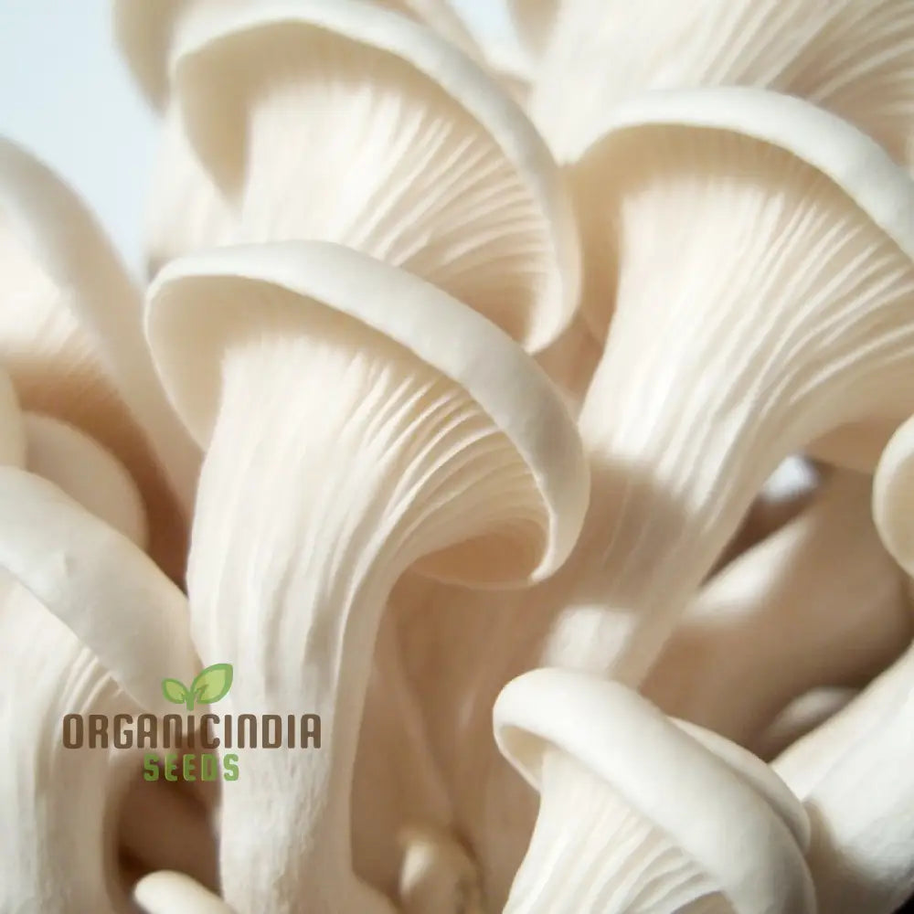 White Elm Oyster Mushroom Grow Kit Cultivate Fresh And Flavorful Fungi At Home With All-In-One