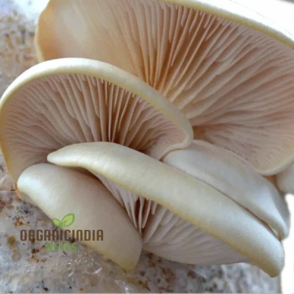 White Elm Oyster Mushroom Grow Kit Cultivate Fresh And Flavorful Fungi At Home With All-In-One