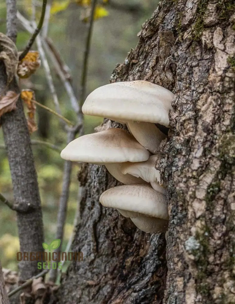 White Elm Oyster Mushroom Grow Kit Cultivate Fresh And Flavorful Fungi At Home With All-In-One