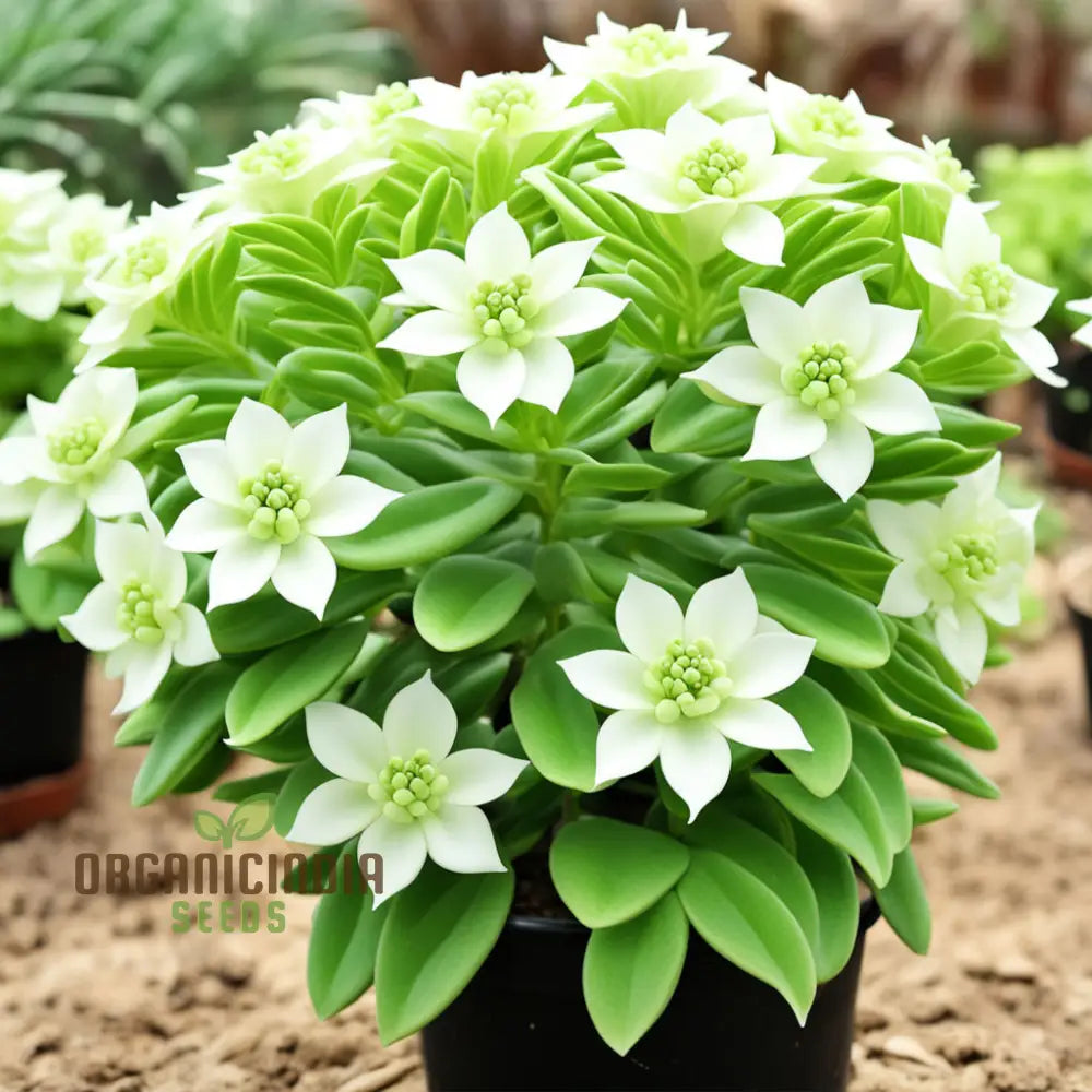 White Euphorbia Milii (Crown Of Thorns) Flower Seeds – Elevate Your Gardening With Unique