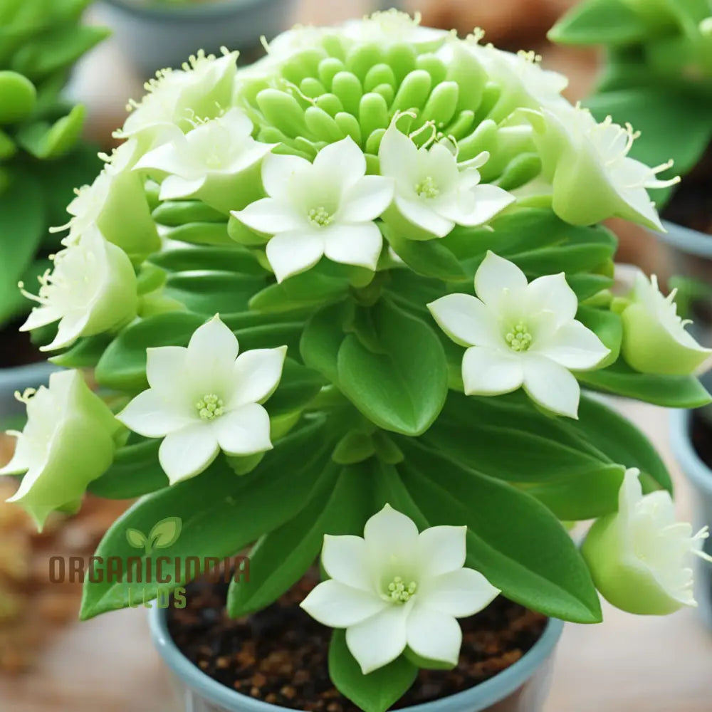 White Euphorbia Milii (Crown Of Thorns) Flower Seeds – Elevate Your Gardening With Unique