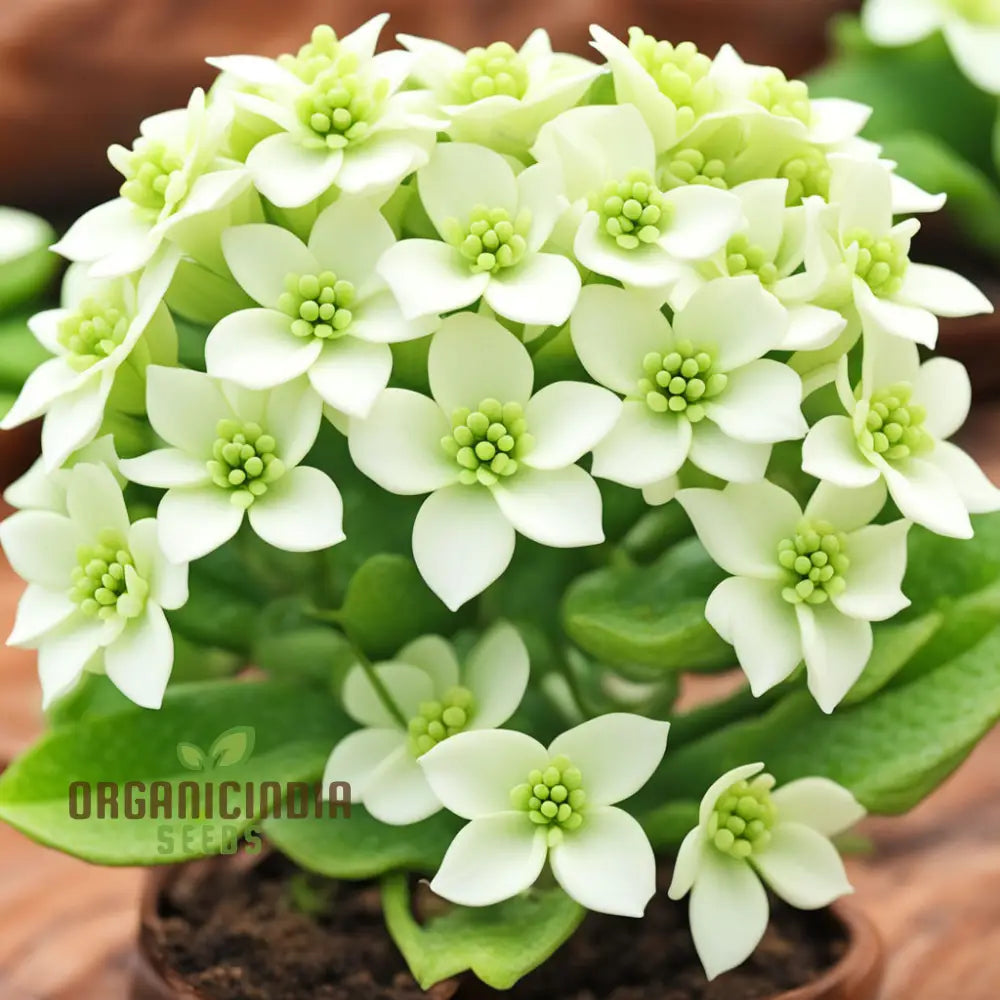 White Euphorbia Milii (Crown Of Thorns) Flower Seeds – Elevate Your Gardening With Unique