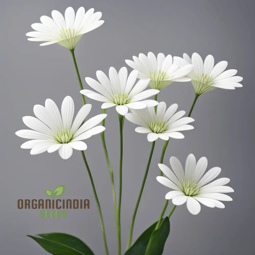 White Fan Flower Seeds Premium Scaevola For Easy Growing Vibrant Blooms Annuals