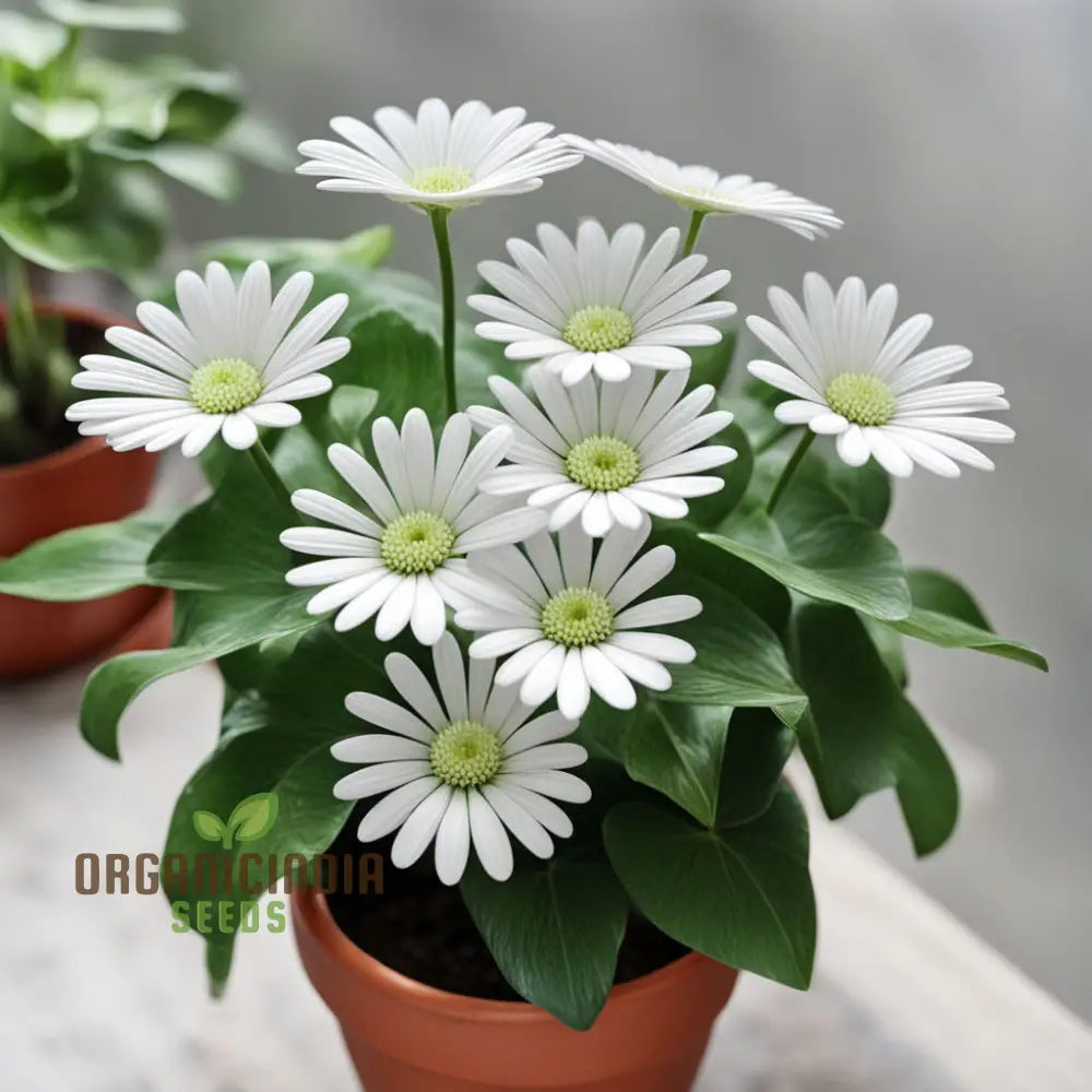 White Fan Flower Seeds Premium Scaevola For Easy Growing Vibrant Blooms Annuals