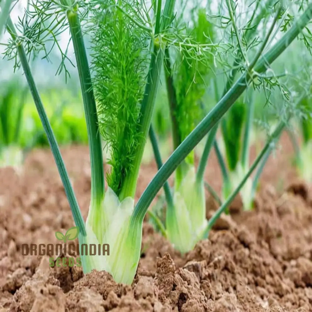 White Fennel Vegetable Seeds For Your Garden - Buy Online Fresh Flavorful Harvests