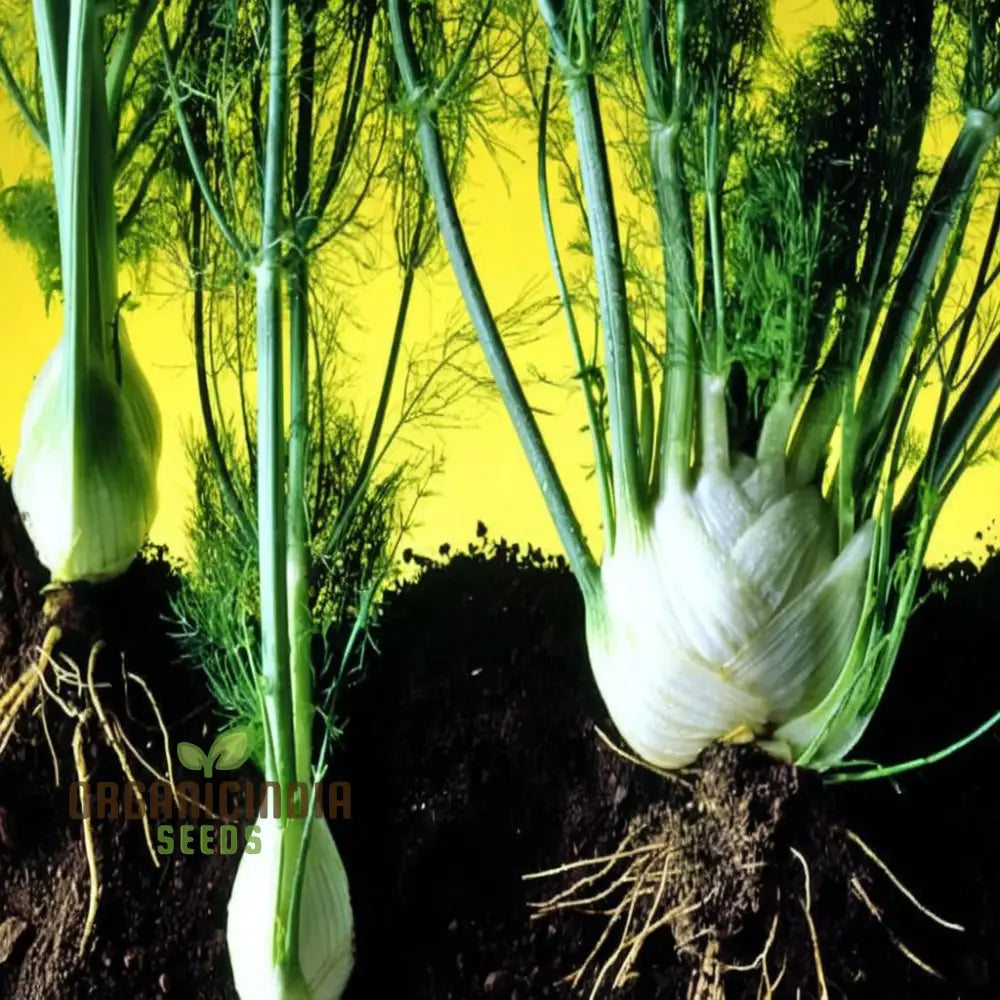 White Fennel Vegetable Seeds For Your Garden - Buy Online Fresh Flavorful Harvests