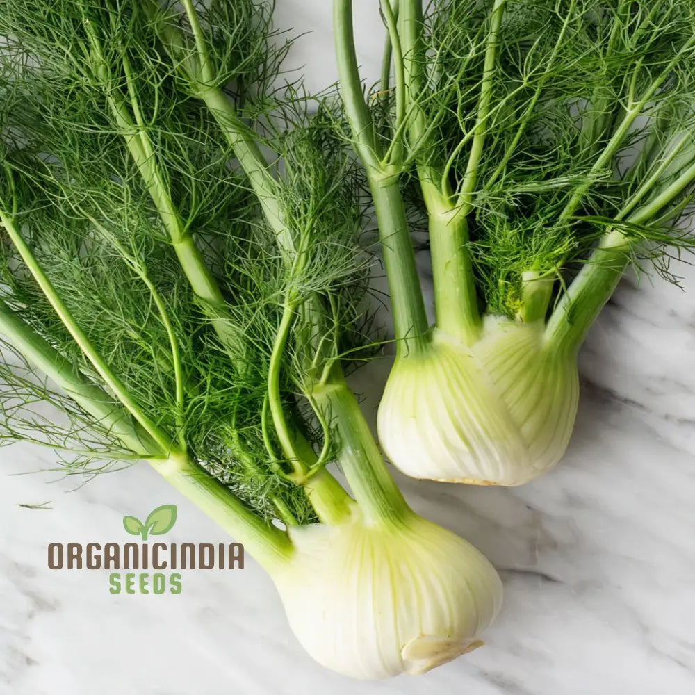 White Fennel Vegetable Seeds For Your Garden - Buy Online Fresh Flavorful Harvests