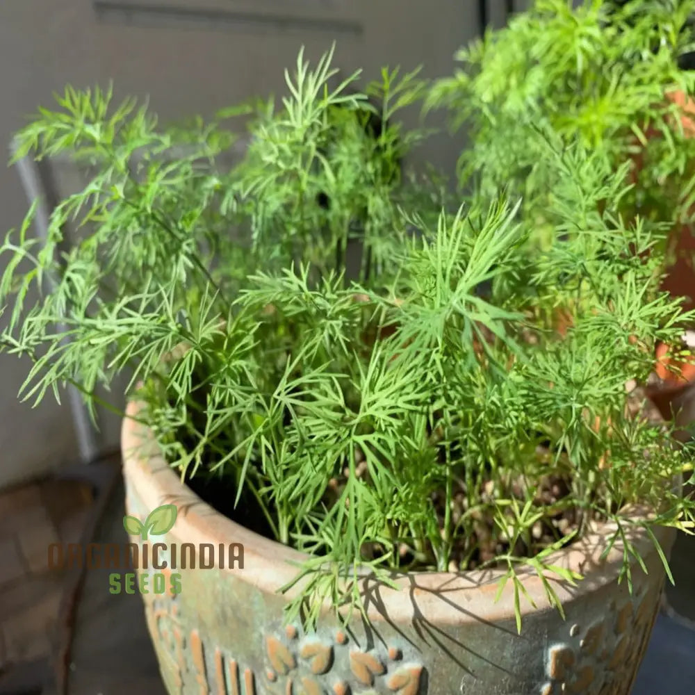 White Fennel Vegetable Seeds For Your Garden - Buy Online Fresh Flavorful Harvests