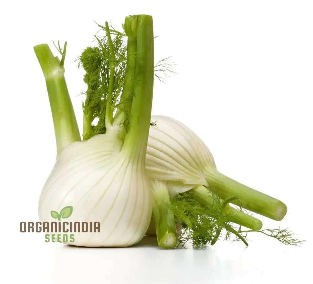 White Fennel Vegetable Seeds For Your Garden - Buy Online Fresh Flavorful Harvests