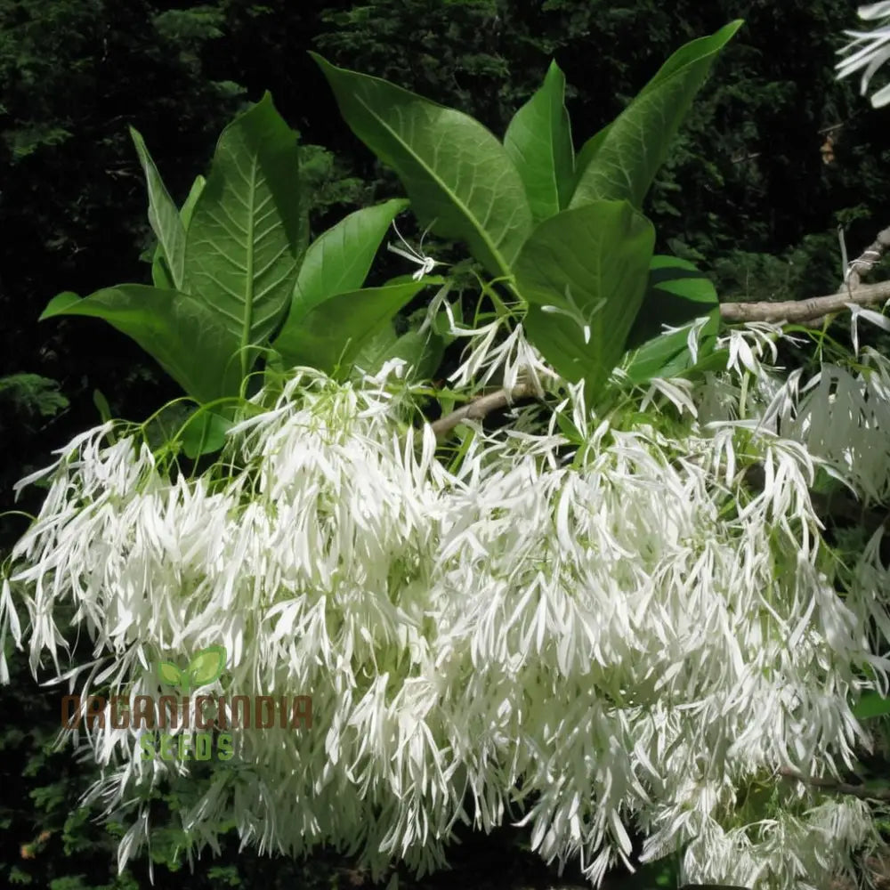 White Fringe Tree Plant Seeds (Chionanthus Virginicus) Rare Native Variety Easy To Grow Stunning