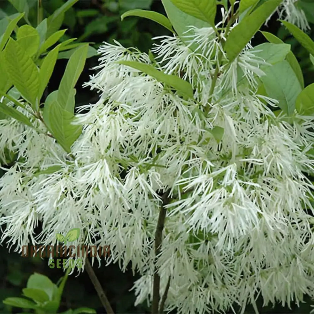 White Fringe Tree Plant Seeds (Chionanthus Virginicus) Rare Native Variety Easy To Grow Stunning