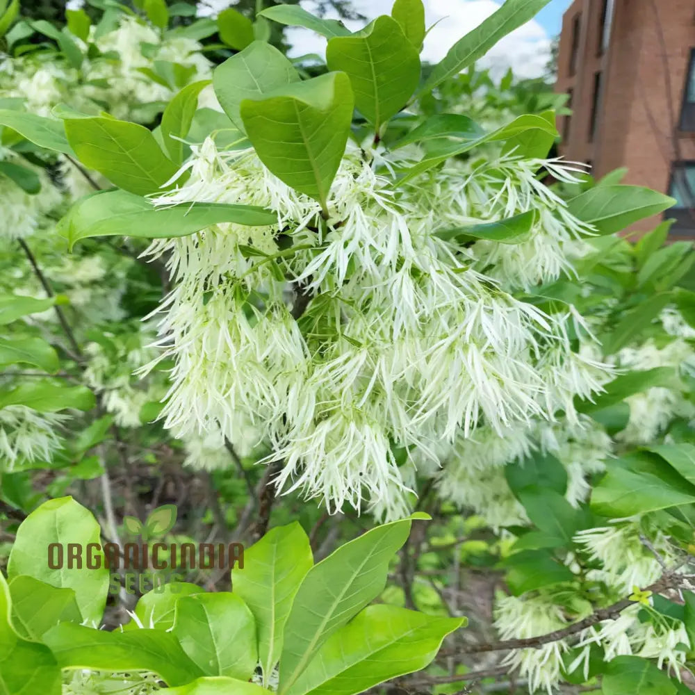 White Fringe Tree Plant Seeds (Chionanthus Virginicus) Rare Native Variety Easy To Grow Stunning