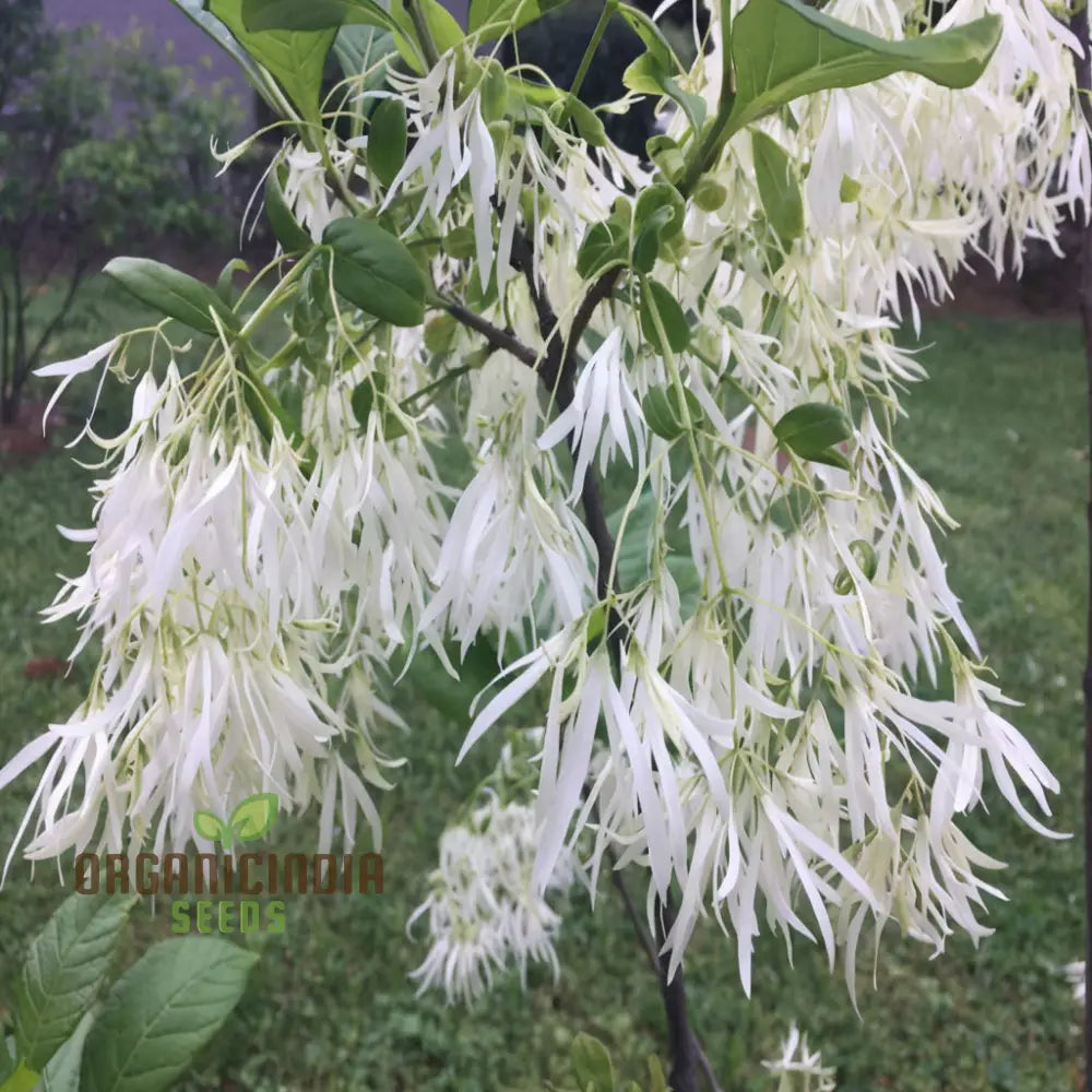 White Fringe Tree Plant Seeds (Chionanthus Virginicus) Rare Native Variety Easy To Grow Stunning