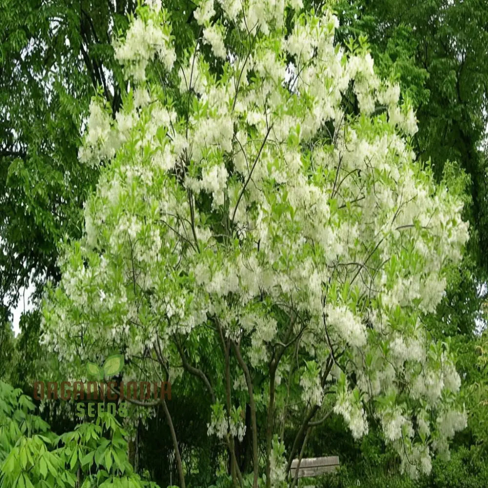 White Fringe Tree Plant Seeds (Chionanthus Virginicus) Rare Native Variety Easy To Grow Stunning