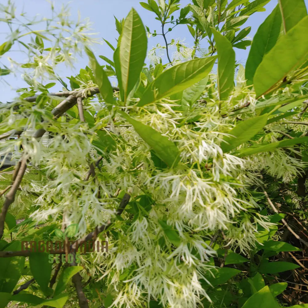 White Fringe Tree Plant Seeds (Chionanthus Virginicus) Rare Native Variety Easy To Grow Stunning