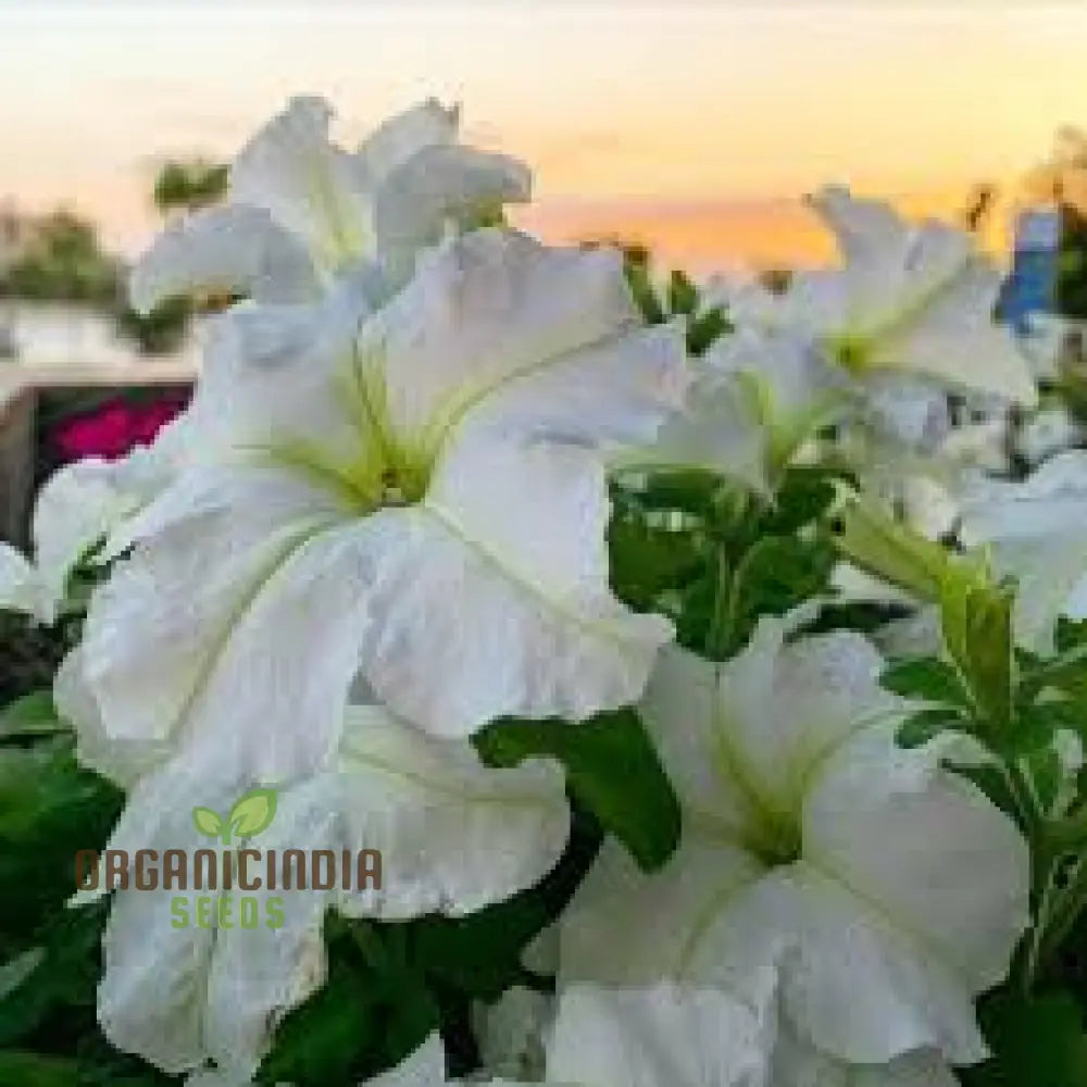 White Garden Petunia - 100 Seeds/Lot | Seeds Premium Flower For Gardening Beautiful Blooming