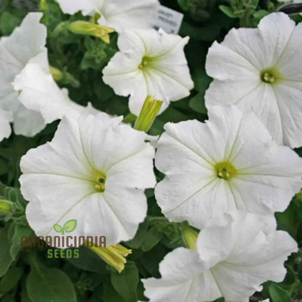 White Garden Petunia - 100 Seeds/Lot | Seeds Premium Flower For Gardening Beautiful Blooming