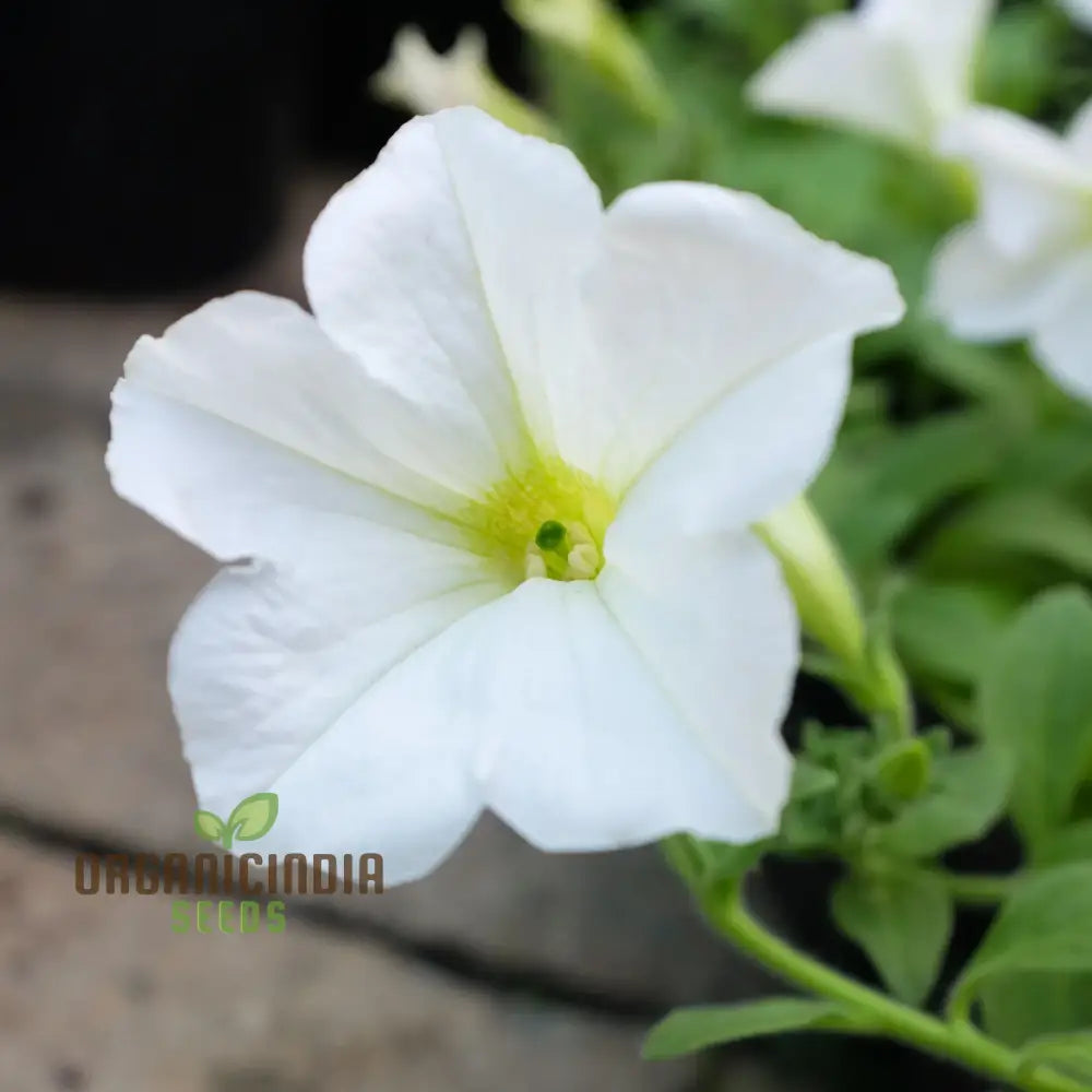 White Garden Petunia - 100 Seeds/Lot | Seeds Premium Flower For Gardening Beautiful Blooming