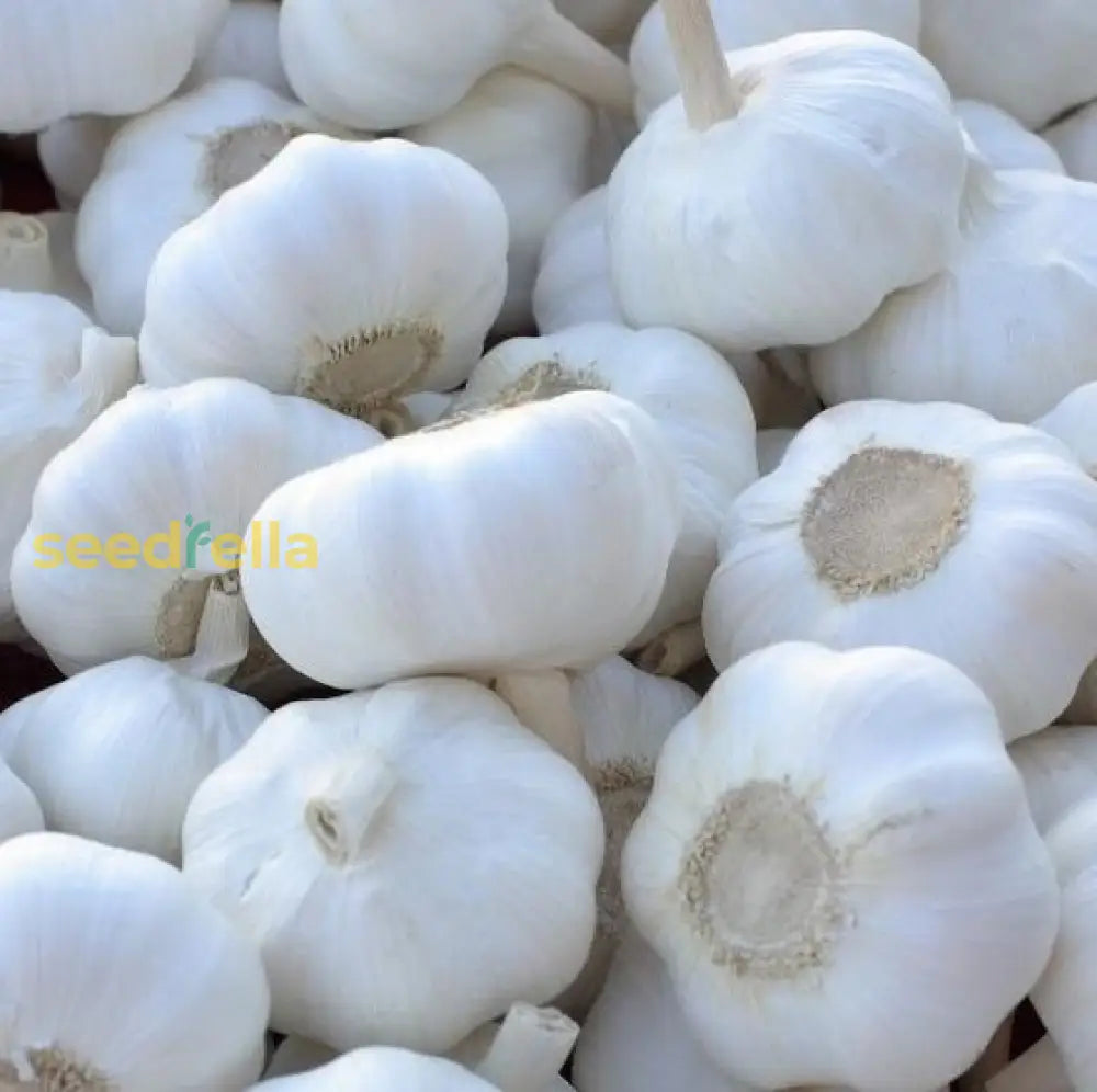 White Garlic Seeds For Planting - Premium Vegetable Seeds