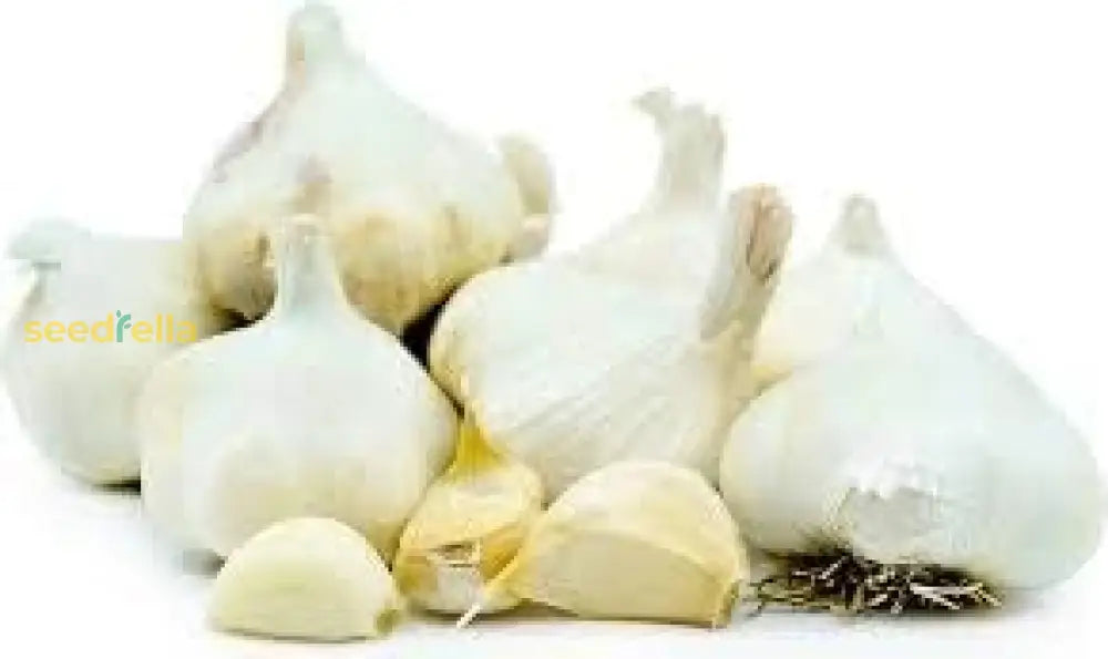 White Garlic Seeds For Planting - Premium Vegetable Seeds