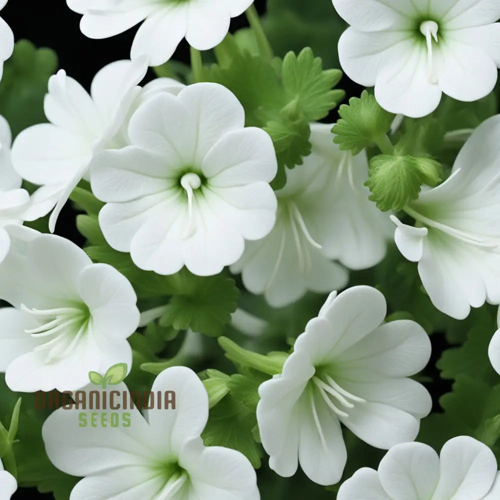 White Geranium Pelargonium Flower Seeds – Elevate Your Gardening Experience With Elegant Timeless