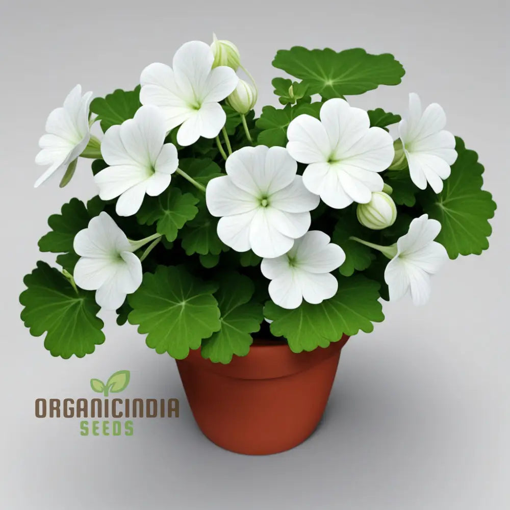 White Geranium Pelargonium Flower Seeds â€“ Elevate Your Gardening Experience With Elegant Timeless