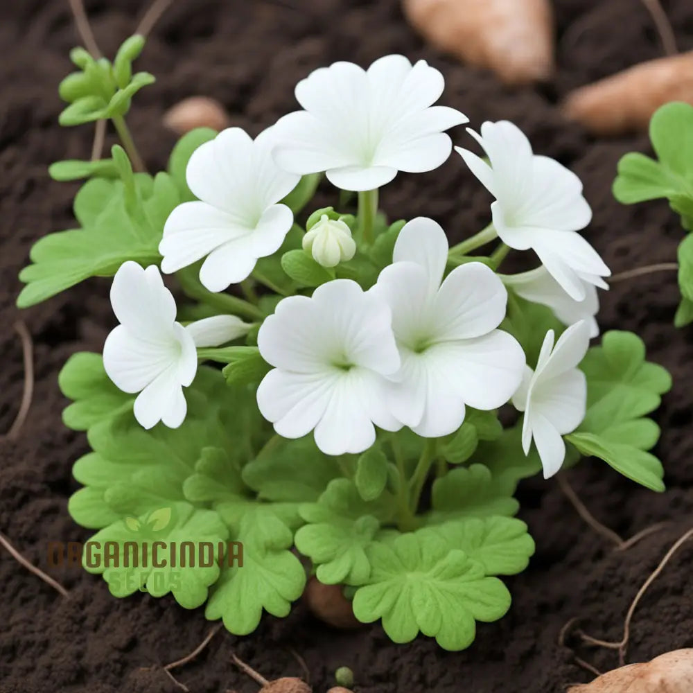 White Geranium Pelargonium Flower Seeds – Elevate Your Gardening Experience With Elegant Timeless