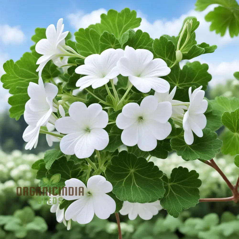 White Geranium Pelargonium Flower Seeds – Elevate Your Gardening Experience With Elegant Timeless