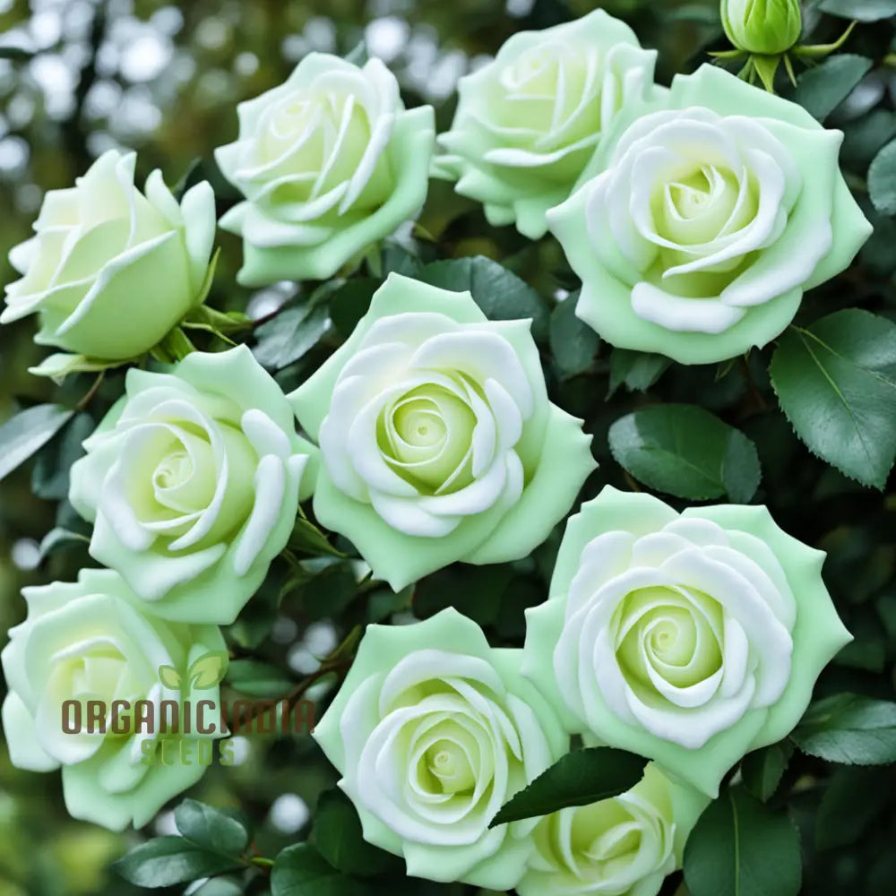 White Green Rose Flower Seeds - Elegant Blooms With Unique Coloration For Your Garden Perennials