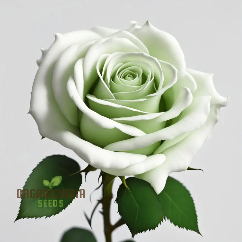 White Green Rose Flower Seeds - Elegant Blooms With Unique Coloration For Your Garden Perennials