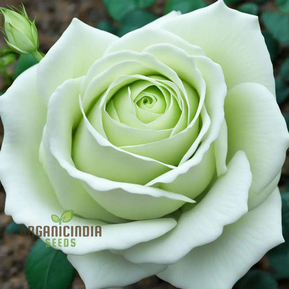 White Green Rose Flower Seeds - Elegant Blooms With Unique Coloration For Your Garden Perennials