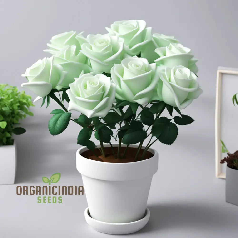 White Green Rose Flower Seeds - Elegant Blooms With Unique Coloration For Your Garden Perennials