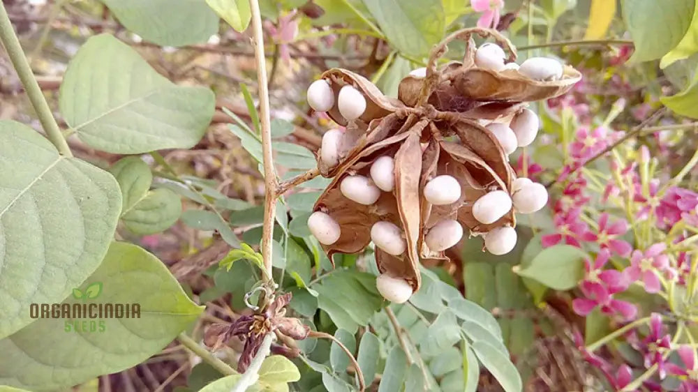 White Gunja Seeds For Planting High-Quality A Thriving Garden Perfect Your Home