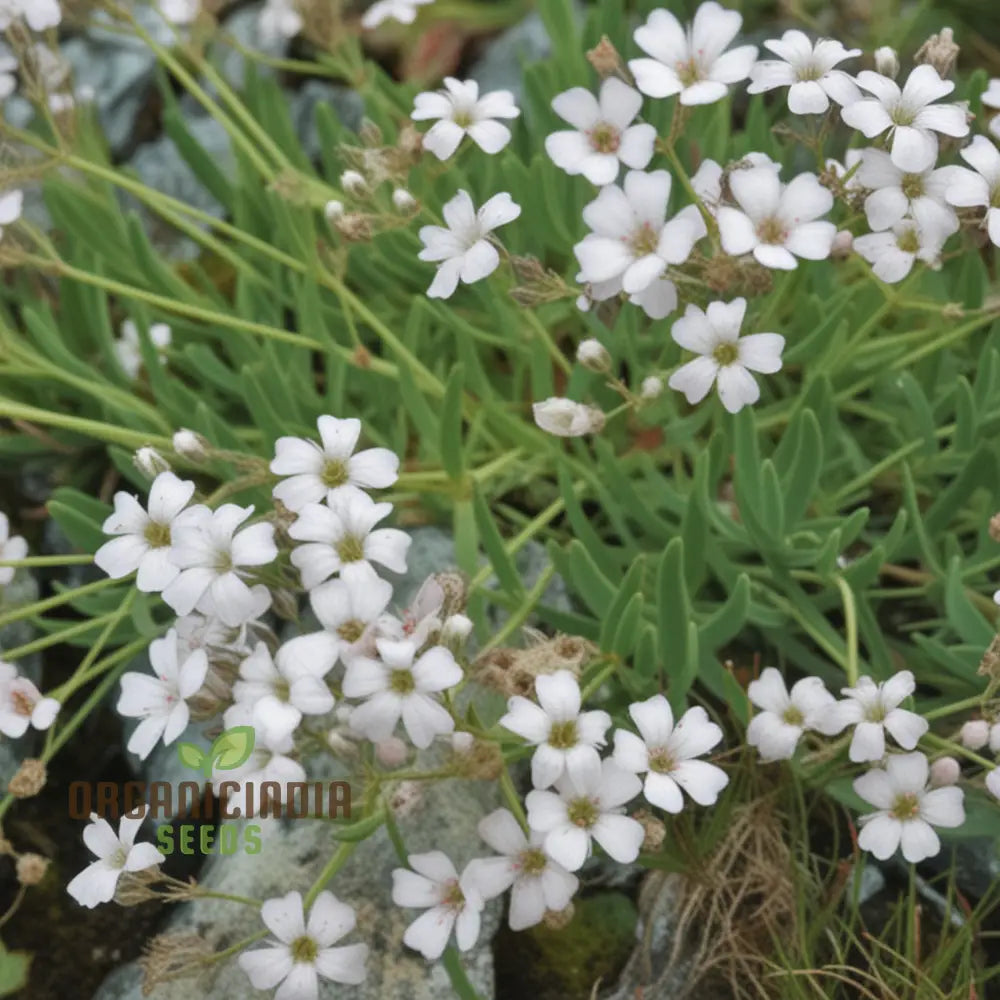 White Gypsophila Repens Seeds Perennial Flower Ground Cover Plant Perennials