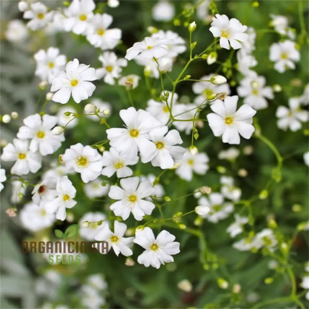 White Gypsophila Repens Seeds Perennial Flower Ground Cover Plant Perennials