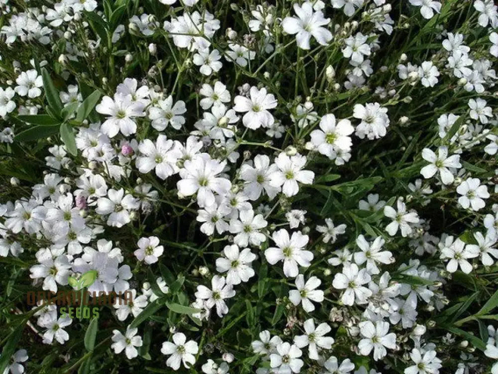 White Gypsophila Repens Seeds Perennial Flower Ground Cover Plant Perennials