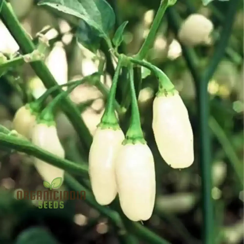 White Habanero Pepper Vegetable Seeds Planting And Gardening Tips For Successful Cultivation