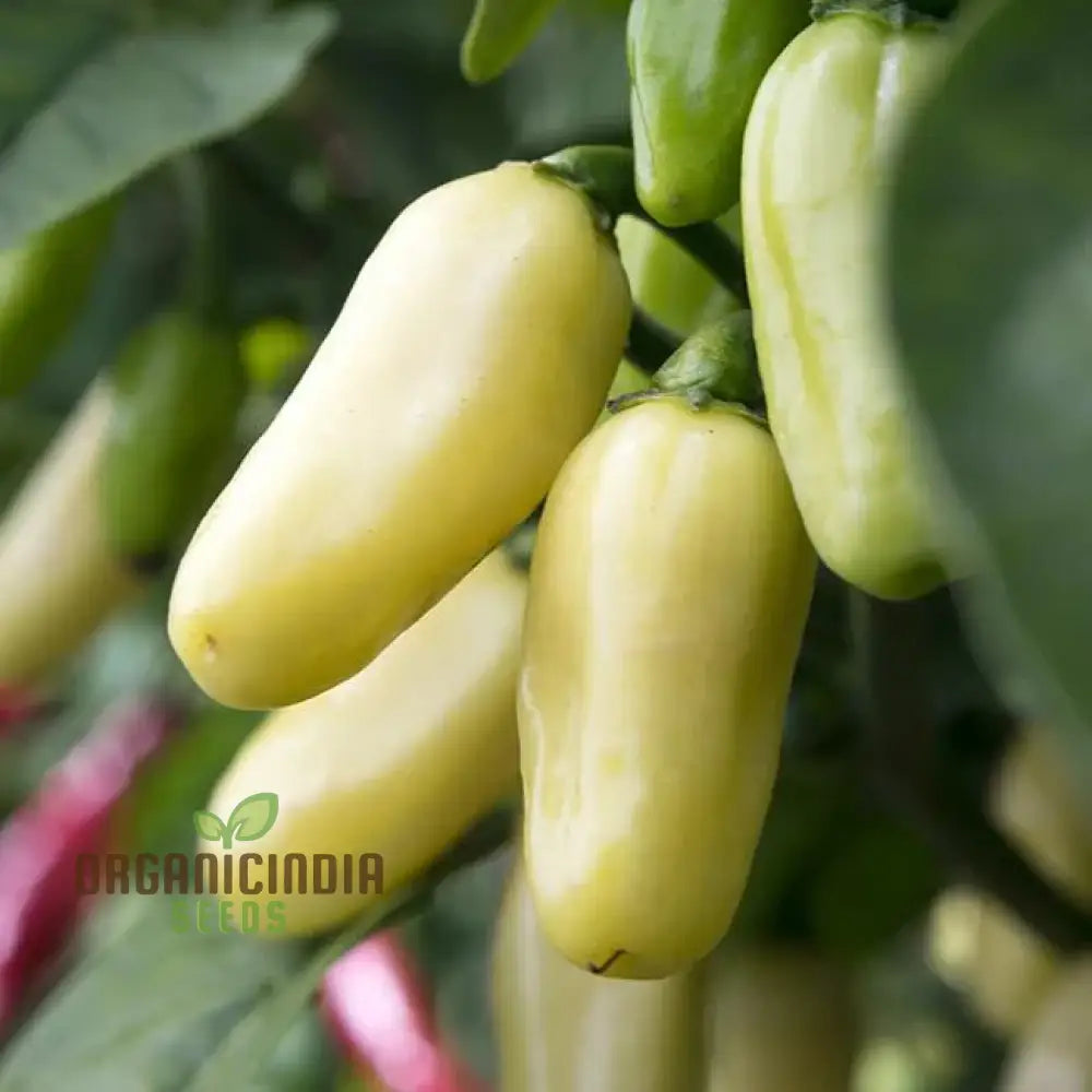 White Habanero Pepper Vegetable Seeds Planting And Gardening Tips For Successful Cultivation